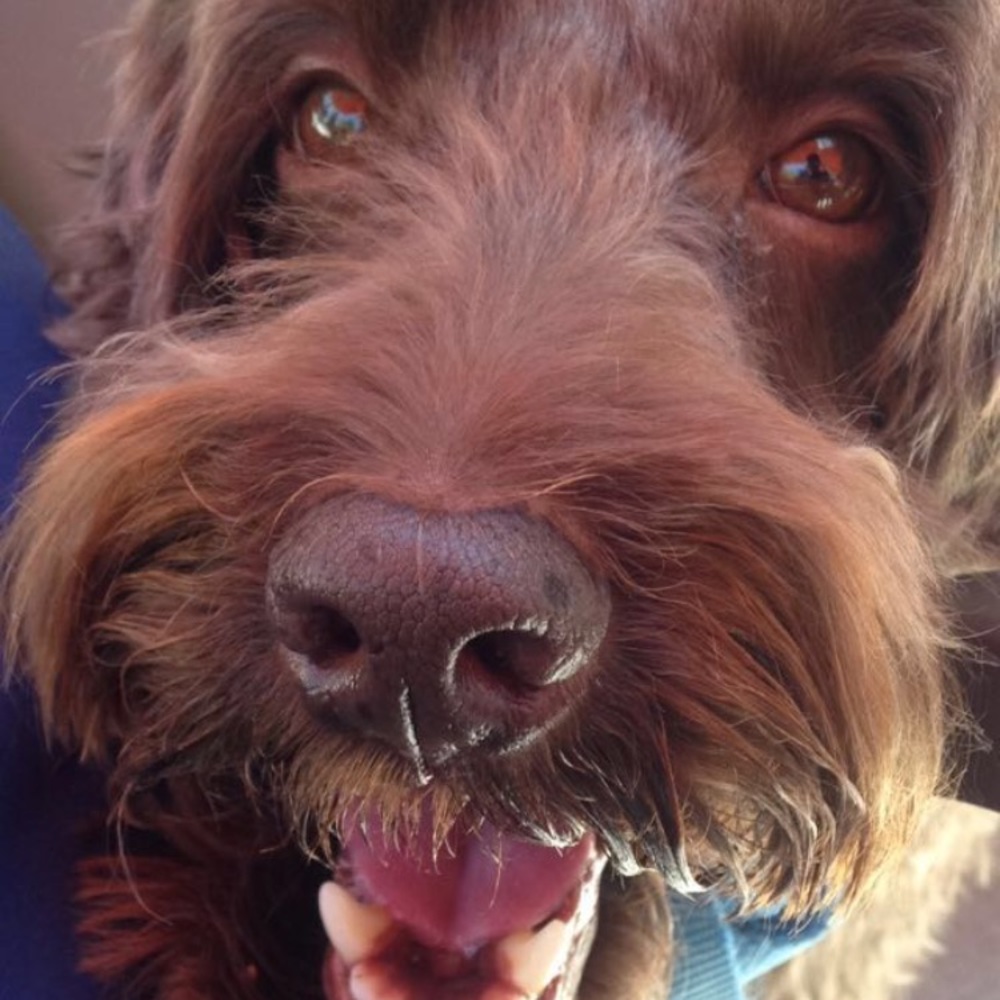 Meet your Posher, Niko